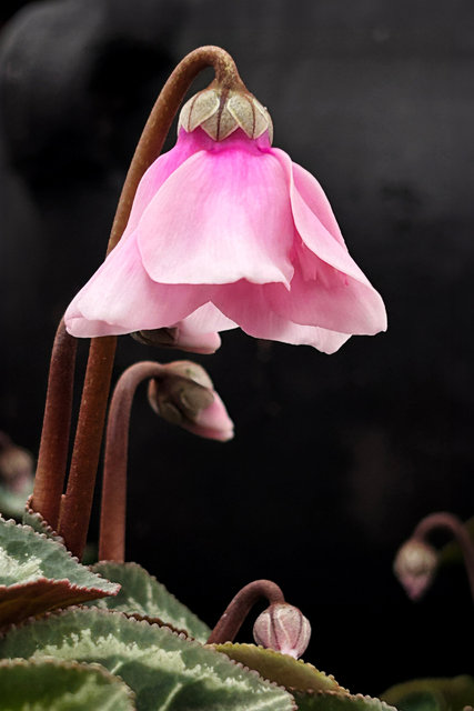 Rosa cyklamen
