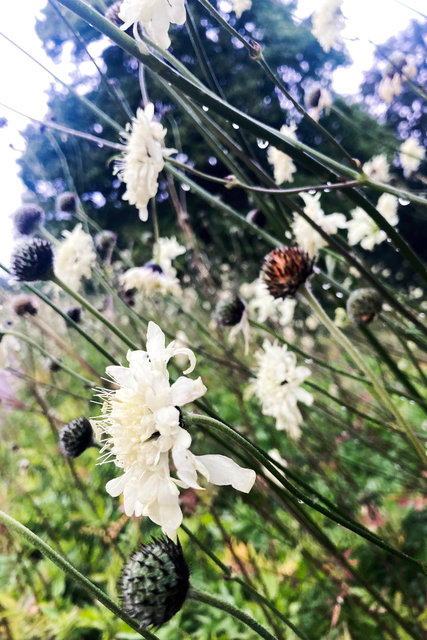Vit vädd i Slottsparken