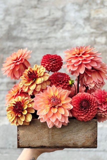 Dahlia i trälåda