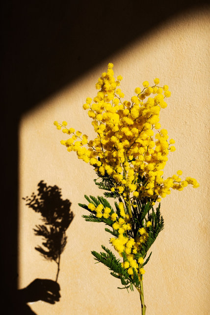 Prints till salu- Nice