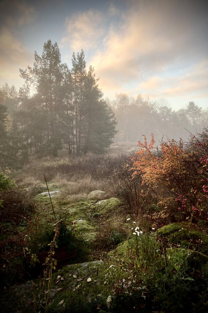 Skärgårdsskogen