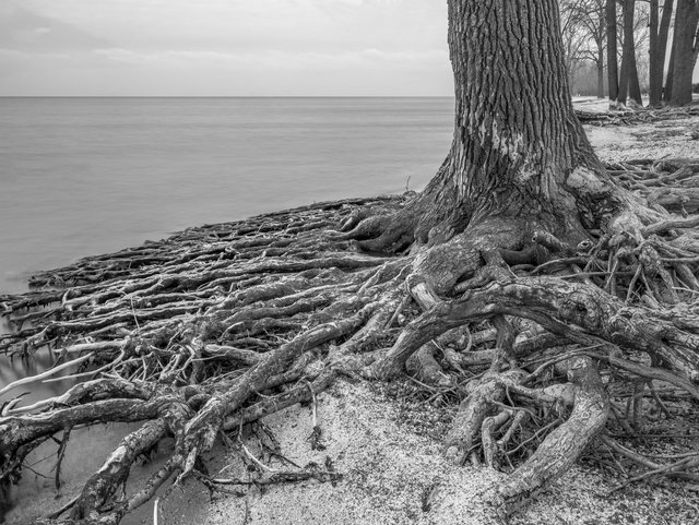 -©RalphJones-ROOTS-.jpg