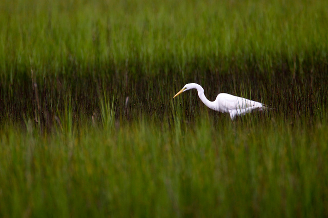 Great Egret, NC