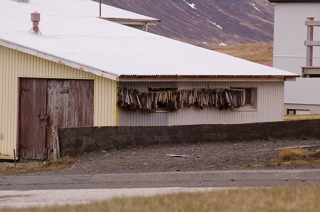 Drying Fish in Bolungarvik VB.JPG