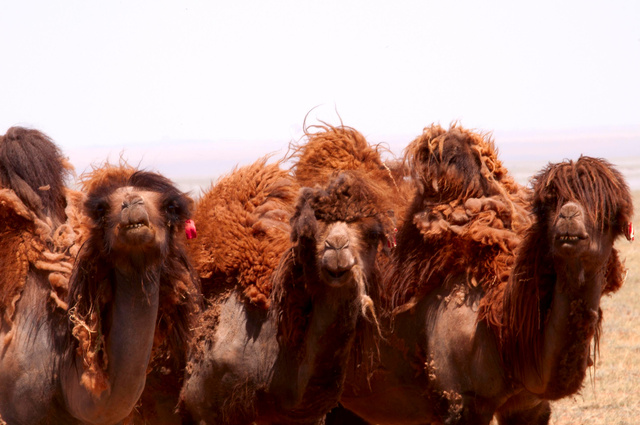 Camels, Gobi Desert, Mongolia