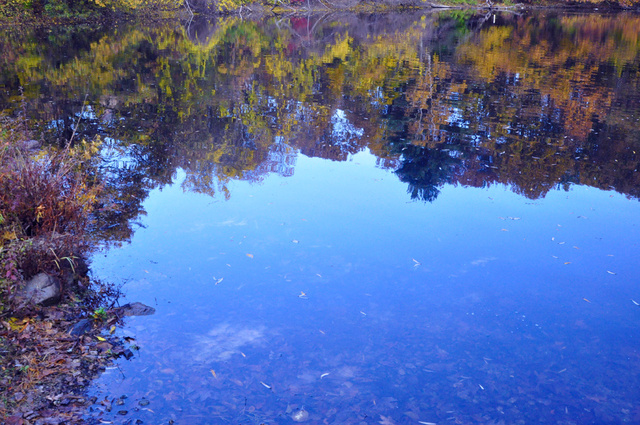 WellesleyDogPark4.jpg