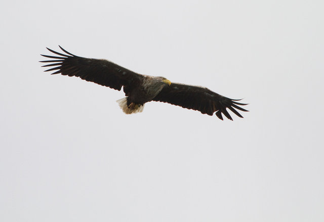 White-tailed Sea Eagle