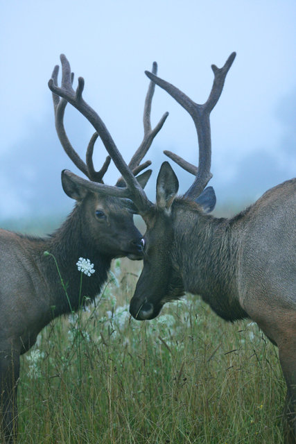 Elk