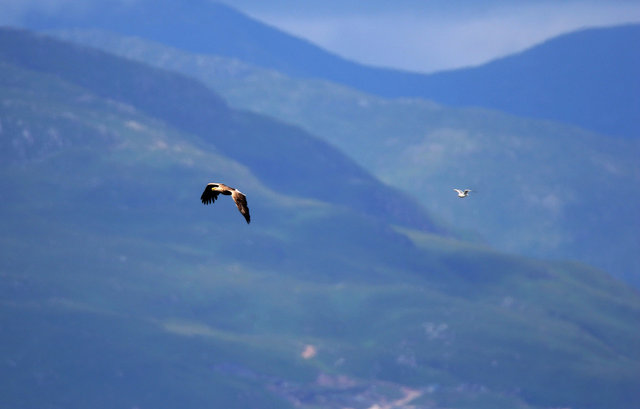 White-tailed Sea Eagle (and seagull)