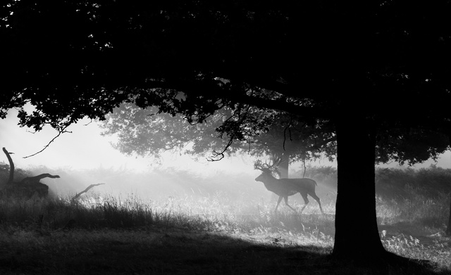 Red Deer Stag
