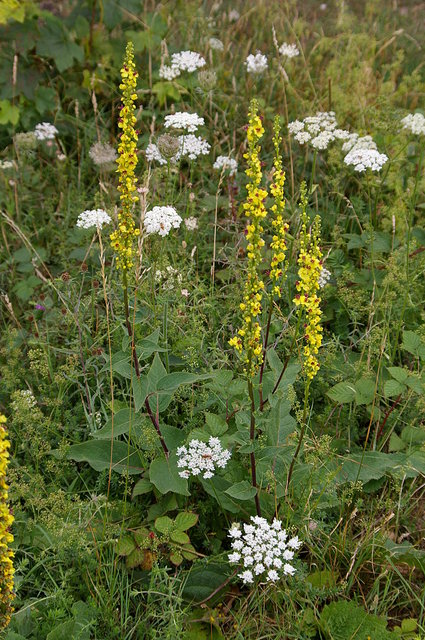 Fields & Flowers near Totternhoe VB.JPG