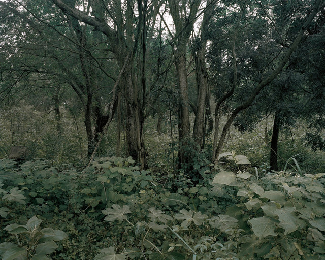 Diego Fernando Escobar