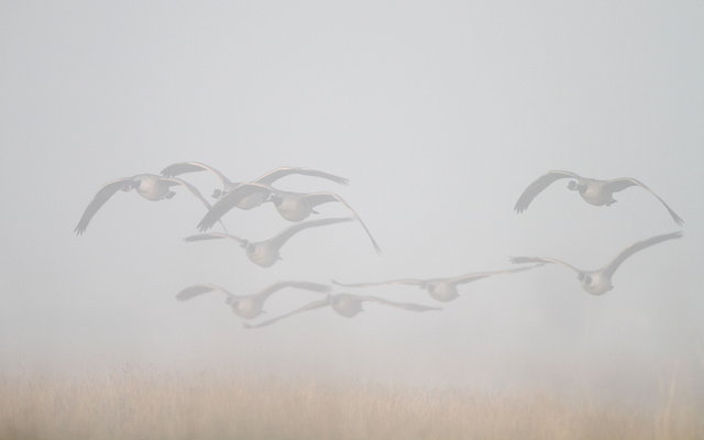 Canada Geese