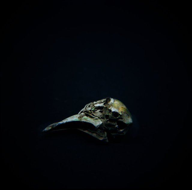 Skull, Passenger Pigeon (<i>Ectopistes migratorius</i>), Holga 120N, Kodak Ektar 100, 2015