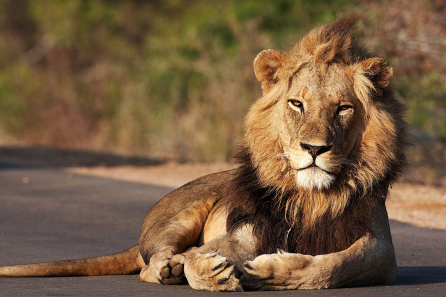 Lion
