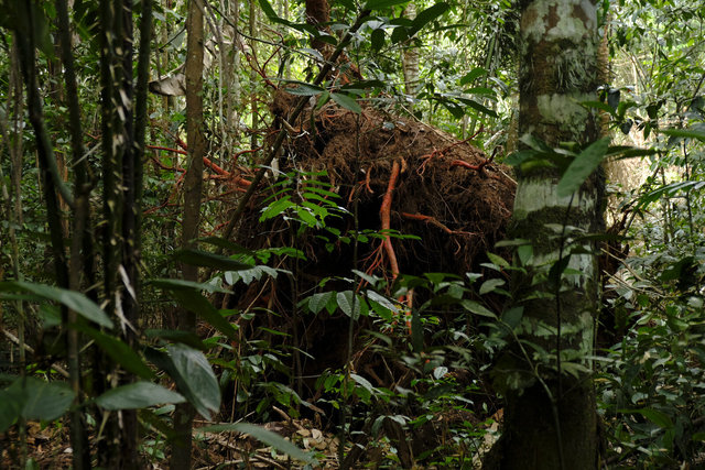 Corazón de la tierra, Guaviare