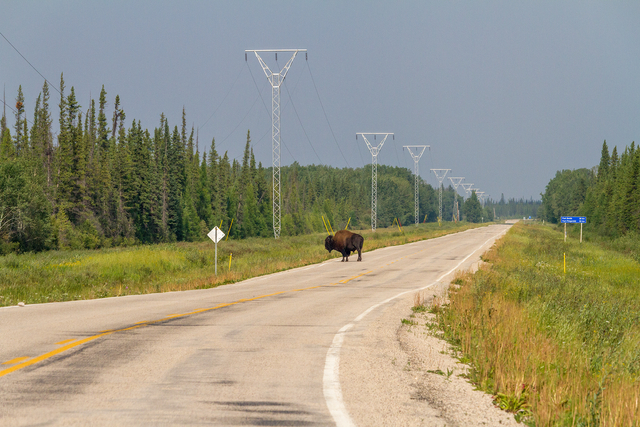 Bison on the Road