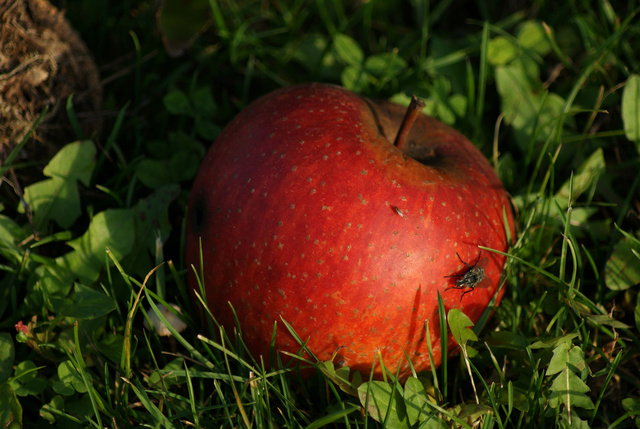Mücken
