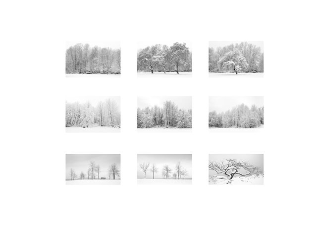 winter trees.jpg