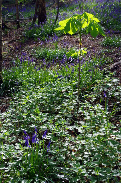 Bluebells at Warren Wood (4) VB.JPG