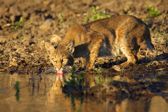 Bobcat, southern Texas