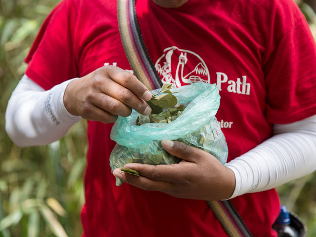 coca leaves for elevation