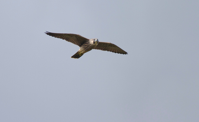 Juvenile peregrine falcon
