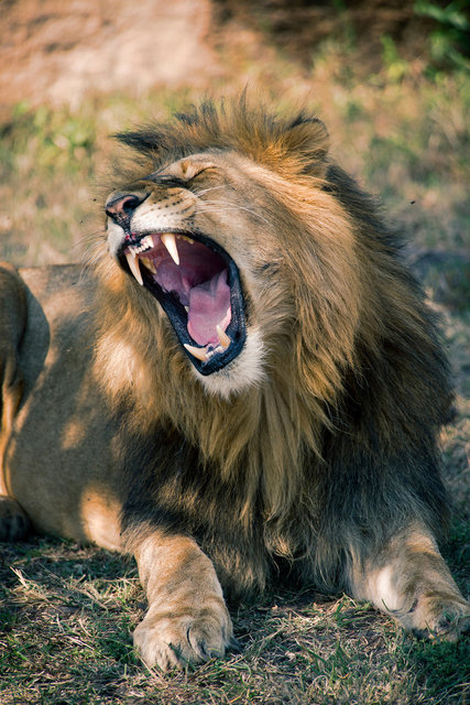 TANZANIA for Residence