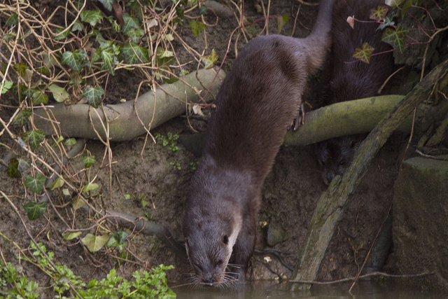 Female otter leading cub into water