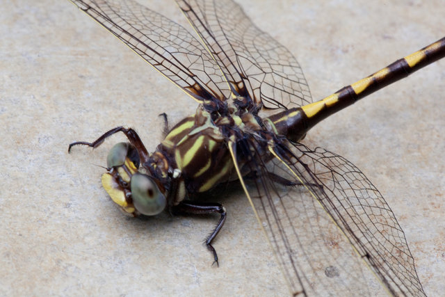 Dragonfly