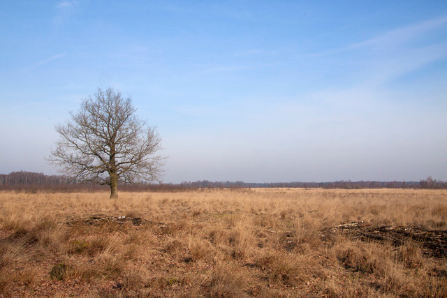 Haaksbergerveen.