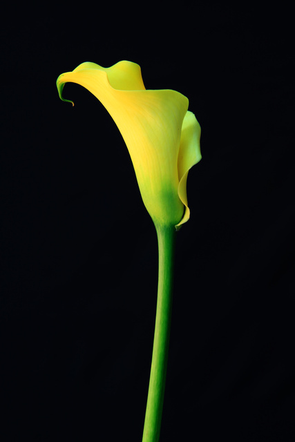 Flora