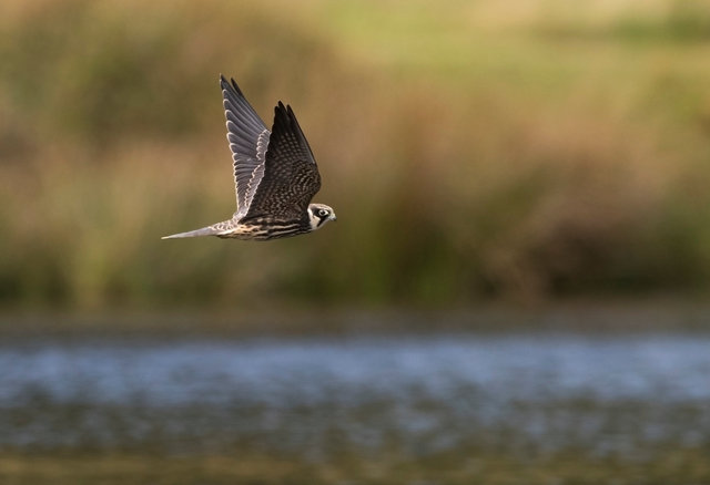 Hobby