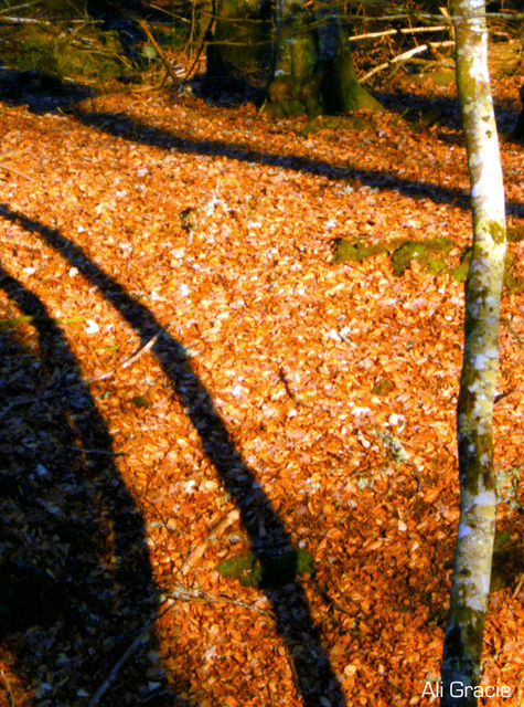 Woodland Shadows by Alison Gracie