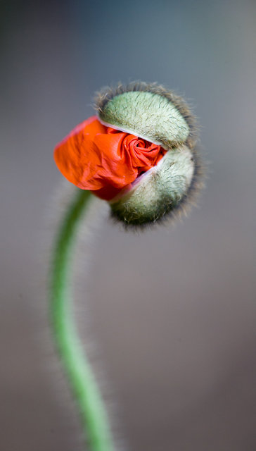 Spiral Poppy