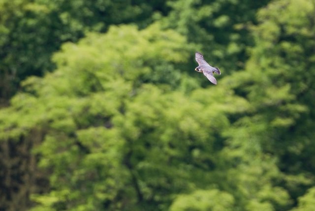 Peregrine falcon