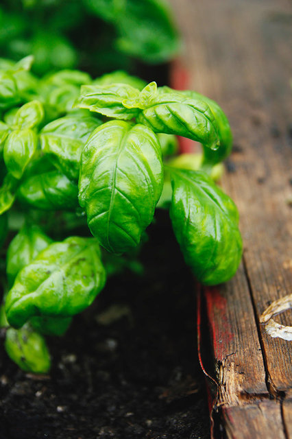 Basil 'Gustosa'