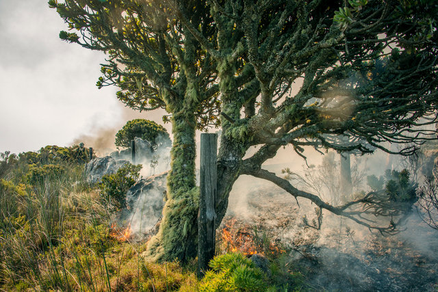 Lichen Tree I