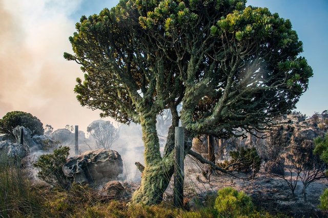 The Lichen Tree II