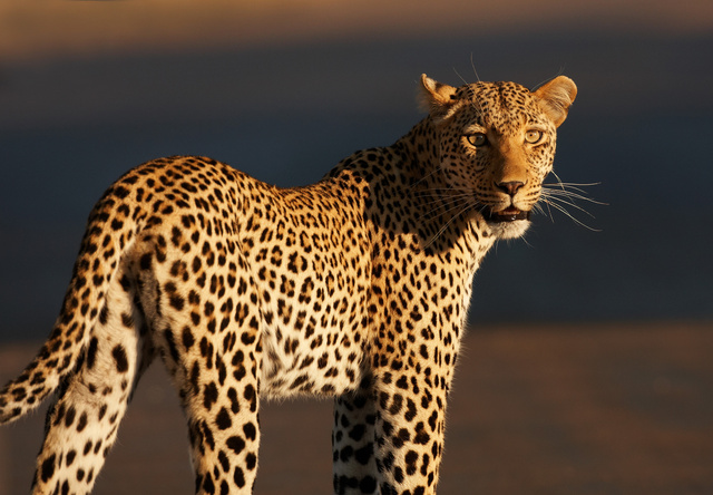 Leopard