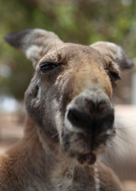 A kangaroo at Greenough Wildlife Park, Western Australia