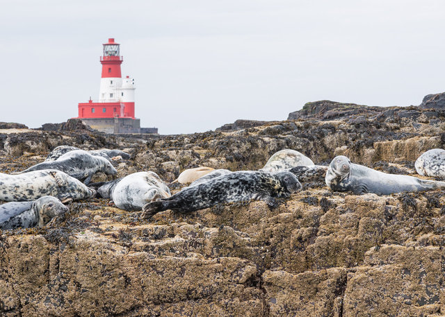 Farne Islands