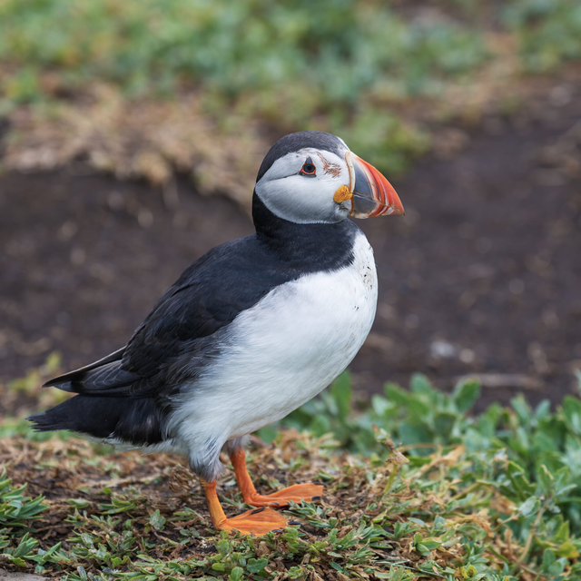 Farne Islands