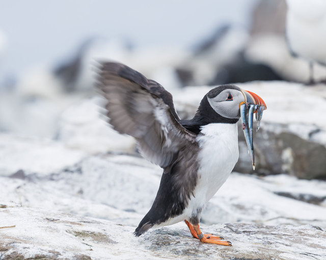 Farne Islands