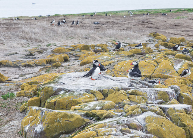 Farne Islands