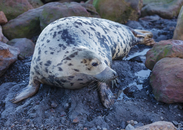 Seal at Ravenscar