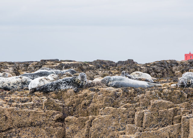 Farne Islands
