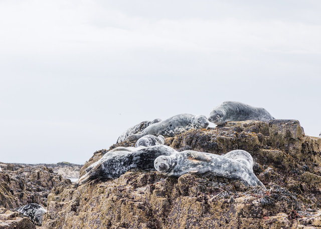 Farne Islands