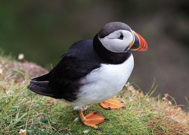 Puffin