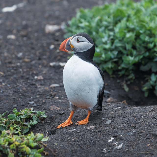 Farne Islands